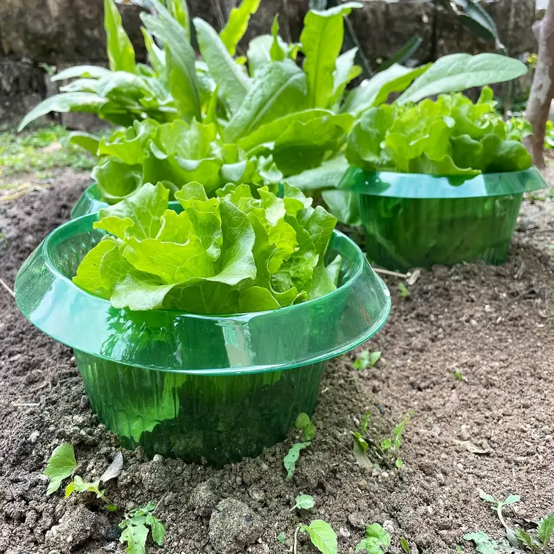 Plants Slug Protection Rings V - Smart Home Green ulasan dan harga